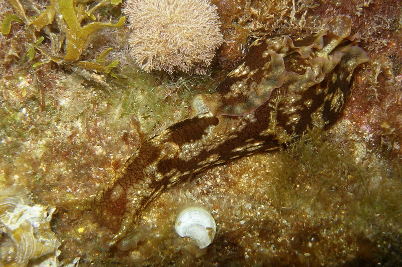Foto di molluschi da Cipro